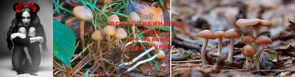 прущая мука Магас